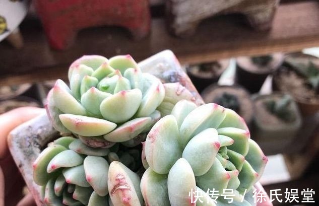 口杯|养多肉植物用多大的盆才算合适教你这样挑选,把多肉养成爆盆