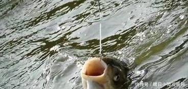 鲢鳙|钓鲢鳙黄金季，请收下这4个锦囊！