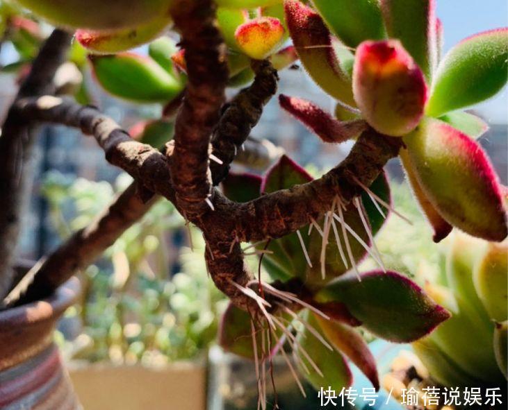 多肉叶子皱皱巴巴别光浇水，多半是伤根该换盆了！