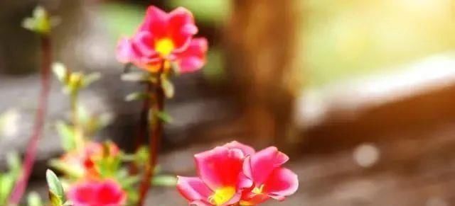 太阳花|适合6月扦插的“3种花”,生根快,长得快,30天开出满盆花