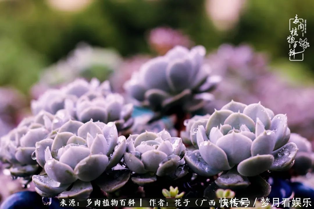 为了爱情|为了爱情来到陌生城市,偶遇多肉,地老天荒的爱恋!