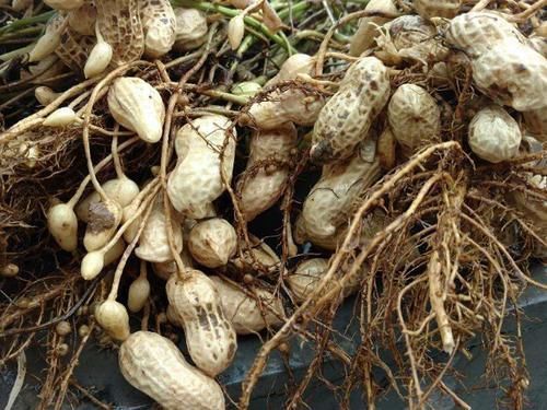 糖尿病|一旦查出糖尿病,再穷也要多吃4物,血糖“稳如山”,别错过