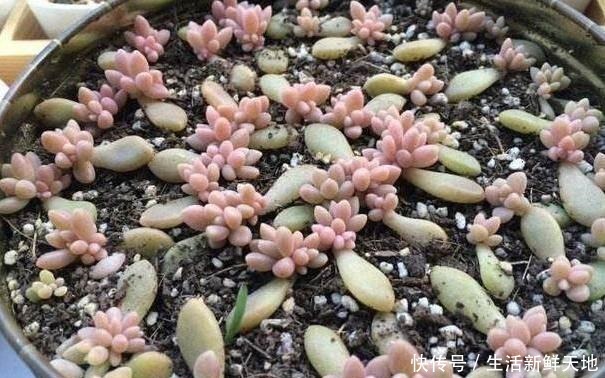 养多肉该如何繁殖只需1招,叶片发芽快、生根早、成活率高!