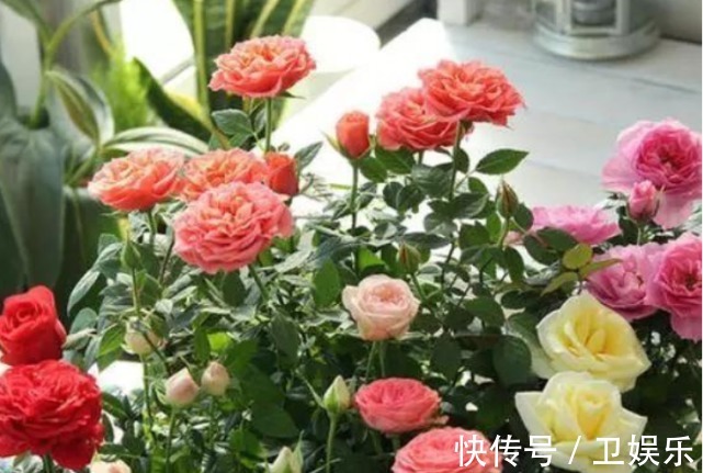 黄化病|3种花是“醋坛子”,1个月浇“1杯”,不黄叶、不掉蕾,呼呼长!