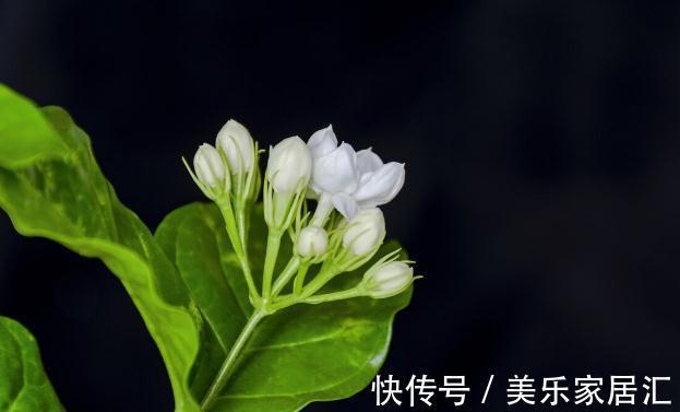 温度低，18种花要“干养”，浇水多很容易冻伤，难养活