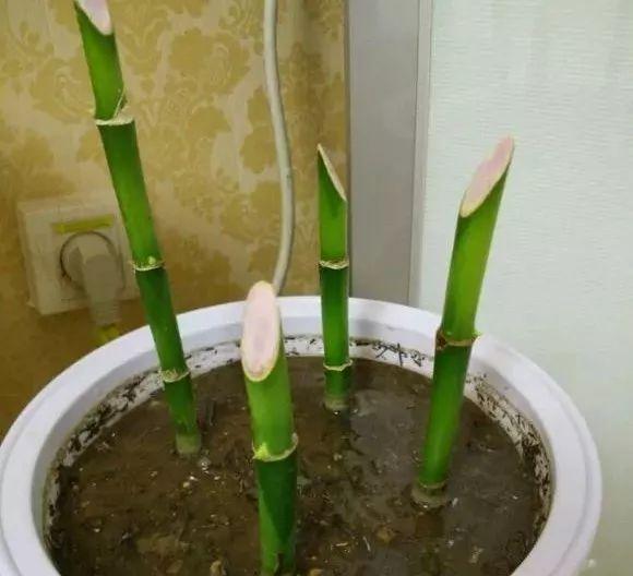 入冬后,这些花别折腾,越折腾越死