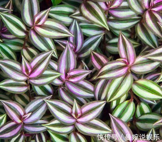 随便掐个枝叶都能养活的4种盆栽植物，不用你管就能爆盆！