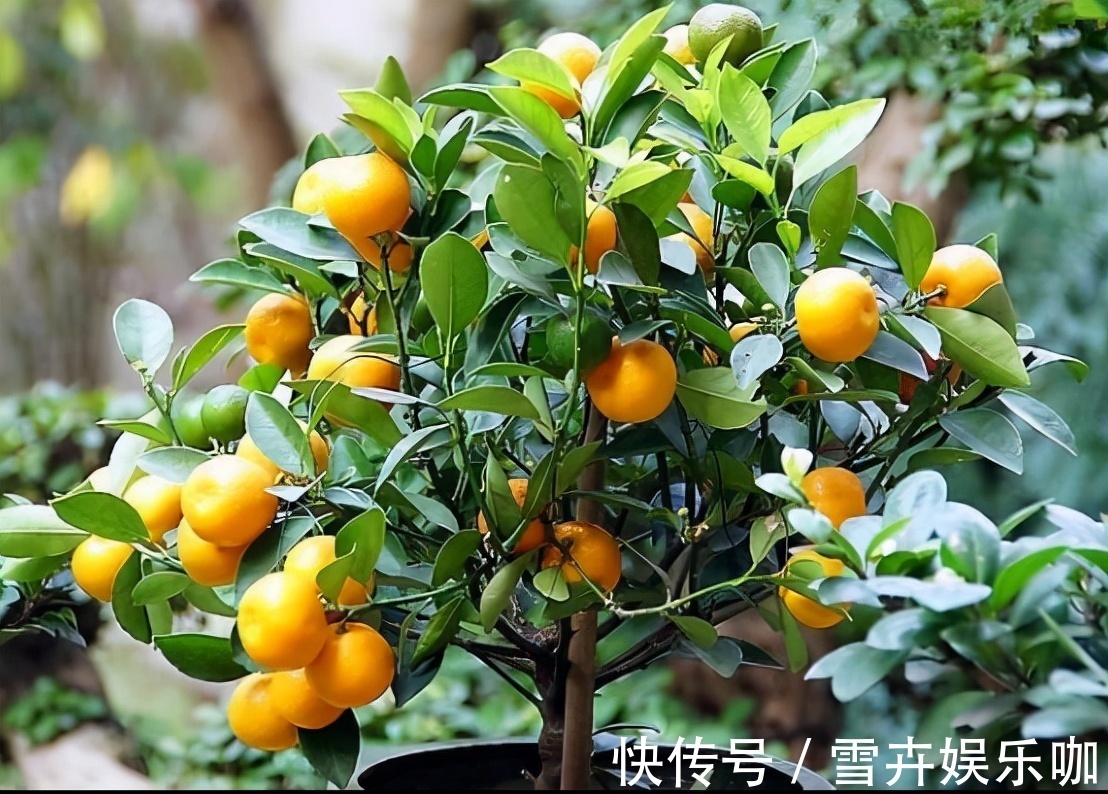 叶片|8种“漂亮花”,个个都是“招财树”,家里养一棵,不愁没钱花