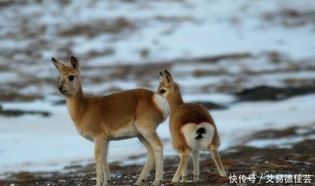  大雁|古人送礼为什么会送一只羊？不光送羊，送大雁的也有