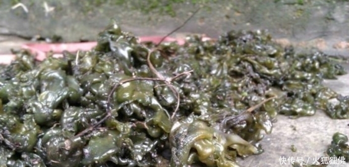 这几种野味是我们小时候的回忆,到现在看到还口水直流,你吃过吗