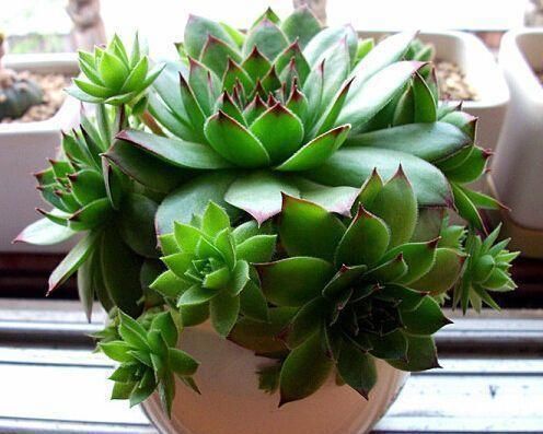 浇水|多肉这样浇水,才能让它越长越好,有观赏价值