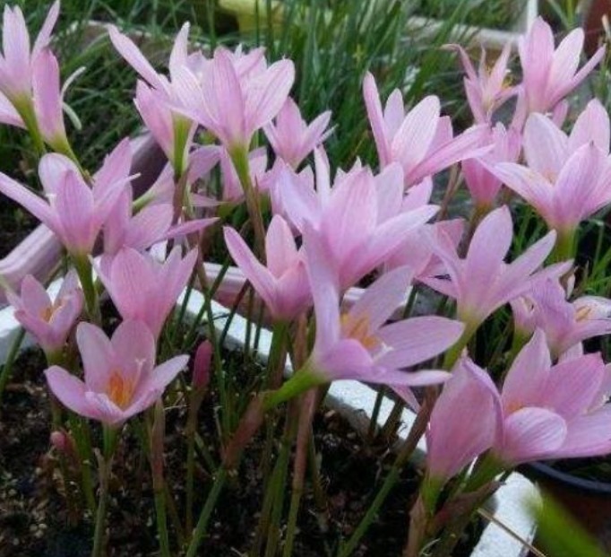 现在养这4种花正合适，漂亮好养又便宜，开花美长势旺