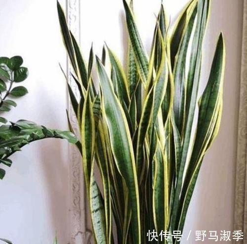 4种花是懒人的最爱,有阳光就爆盆,适合养客厅,高贵优雅上档次