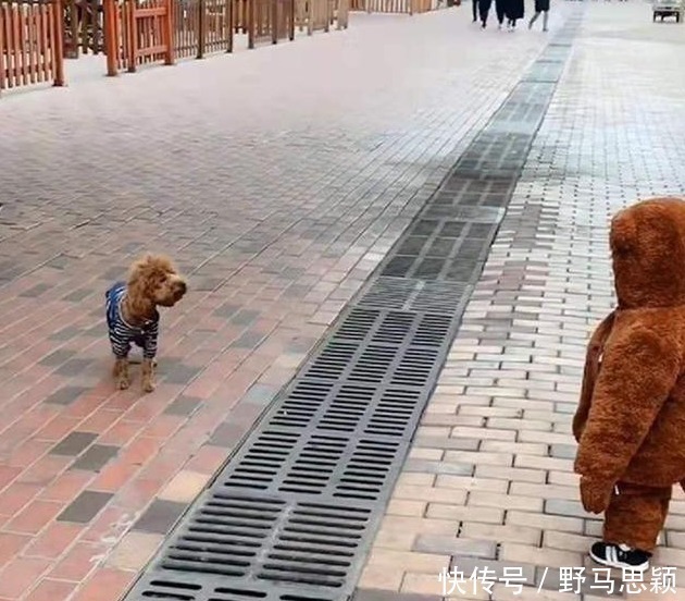 双胞胎|双胞胎遛弯偶遇泰迪,“撞衫”场面太搞笑了,宝宝:好像哪里不对