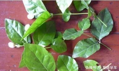 6种花最适合春天“扦插”,7-10天就生根,好活,长得快!