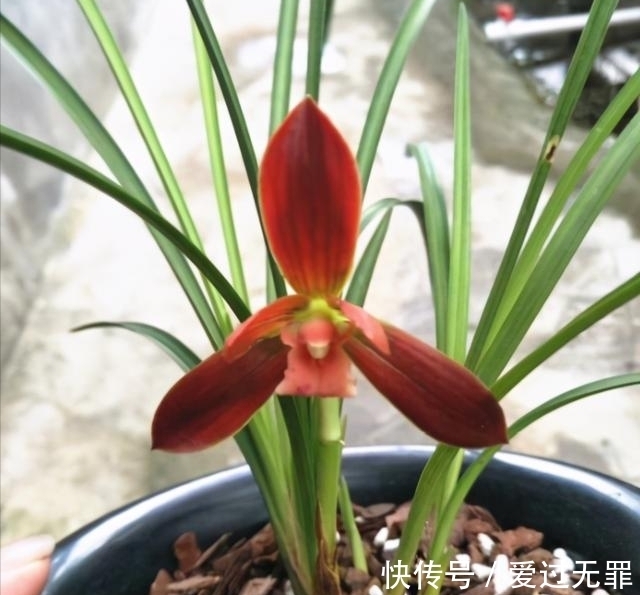 兰花|此兰,被誉为国兰第一红素,花色顶级,瓣型完美,珍贵又稀少