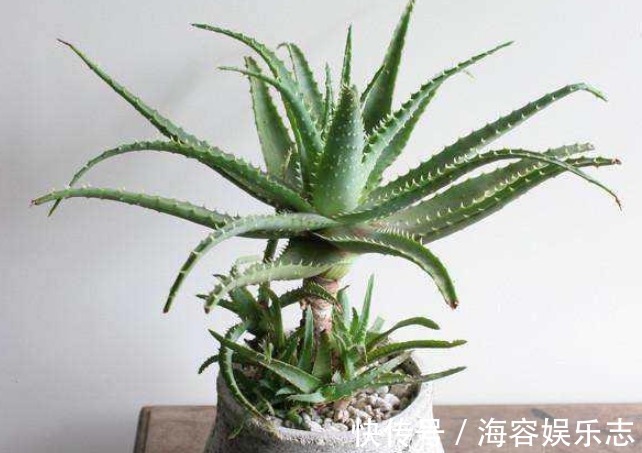 旺夫又旺子的“吉祥花”,财运滚滚来,懂事的家人都会多养几盆!