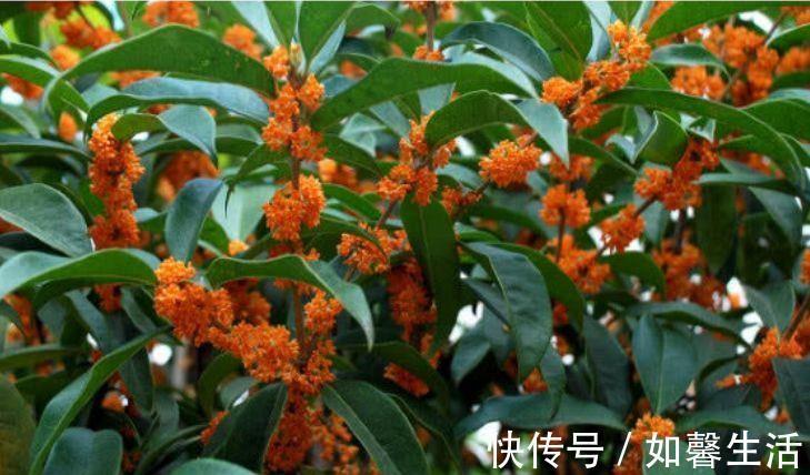 几款花卉便宜又好养，丢到阳台不用管，寓意也是超好的