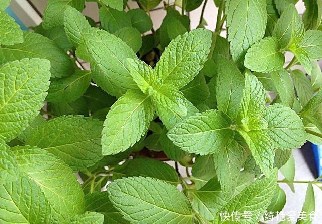 香草|这3种花“病菌”，家里放几盆，老人小孩不易生病，聪明人养很多