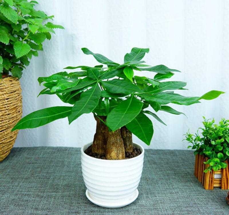 天生“怕水”的15种花，养不好都是因为“太勤了”，别忽视