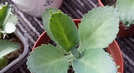 浇水|“懒人最爱”的多肉,养上几盆,不用费心管理,好养又省心!