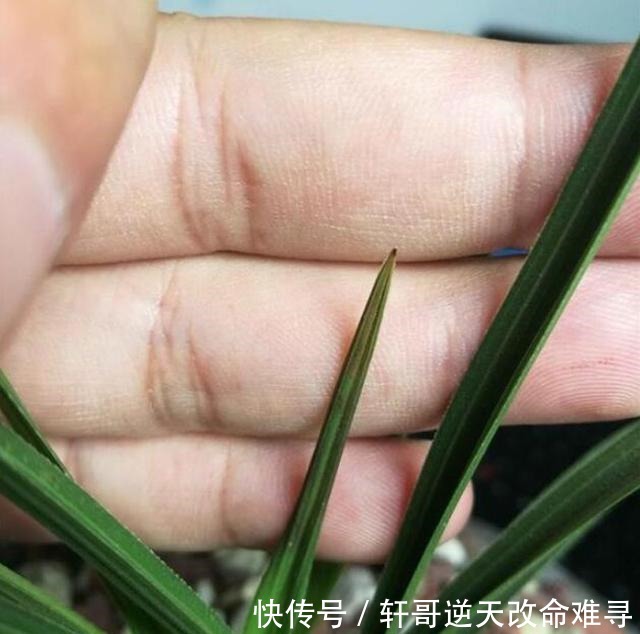 兰花叶片焦尖,剪了还往下焦,5个方面下手来解决!