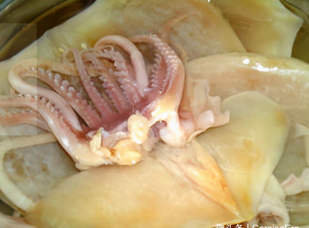 时间|干鱿鱼清水泡发就错了,简单做,恢复饱满有弹性,很实用!