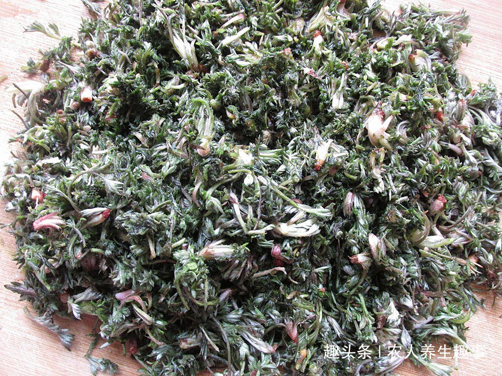 茵陈|农村路边的“养肝菜”,隔三岔五吃一吃,排出肝毒连口臭也没了