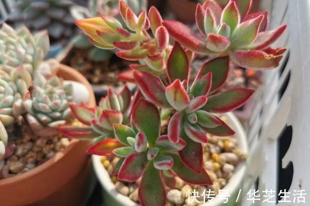 冬天如何养多肉？做好这些，叶片上色快，轻松养出好状态