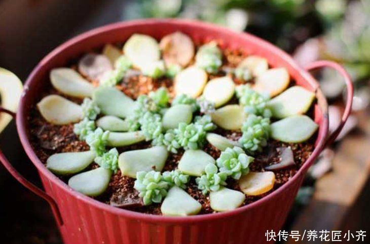多肉|秋季凉爽适合繁殖多肉，教你3种方法，掌握窍门都能快速生根