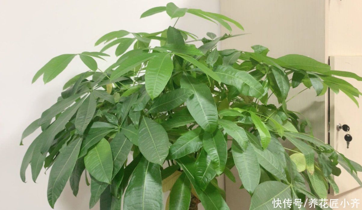 硫酸亚铁|养发财树有“4大忌”，轻则会黄叶，重则会烂根