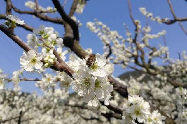 老年|春风拂面百花开 浦江“私藏”了整个春天