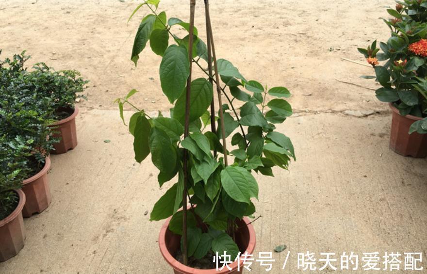 时间长|养使君子，土、光、水符合需求，开花又多又时间长，种子还能药用