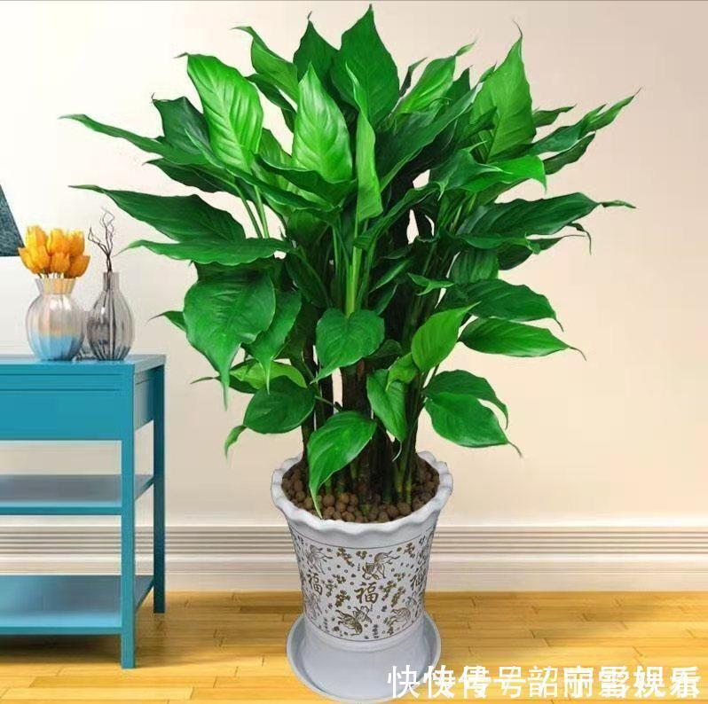 龙舌兰|3种霸气“吸毒”花,“镇宅旺财”,但是有毒,养花要知道