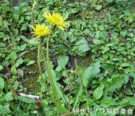 油麦菜|此物是天然的安眠药,而且还可预防感冒,治咳嗽,早知早受益