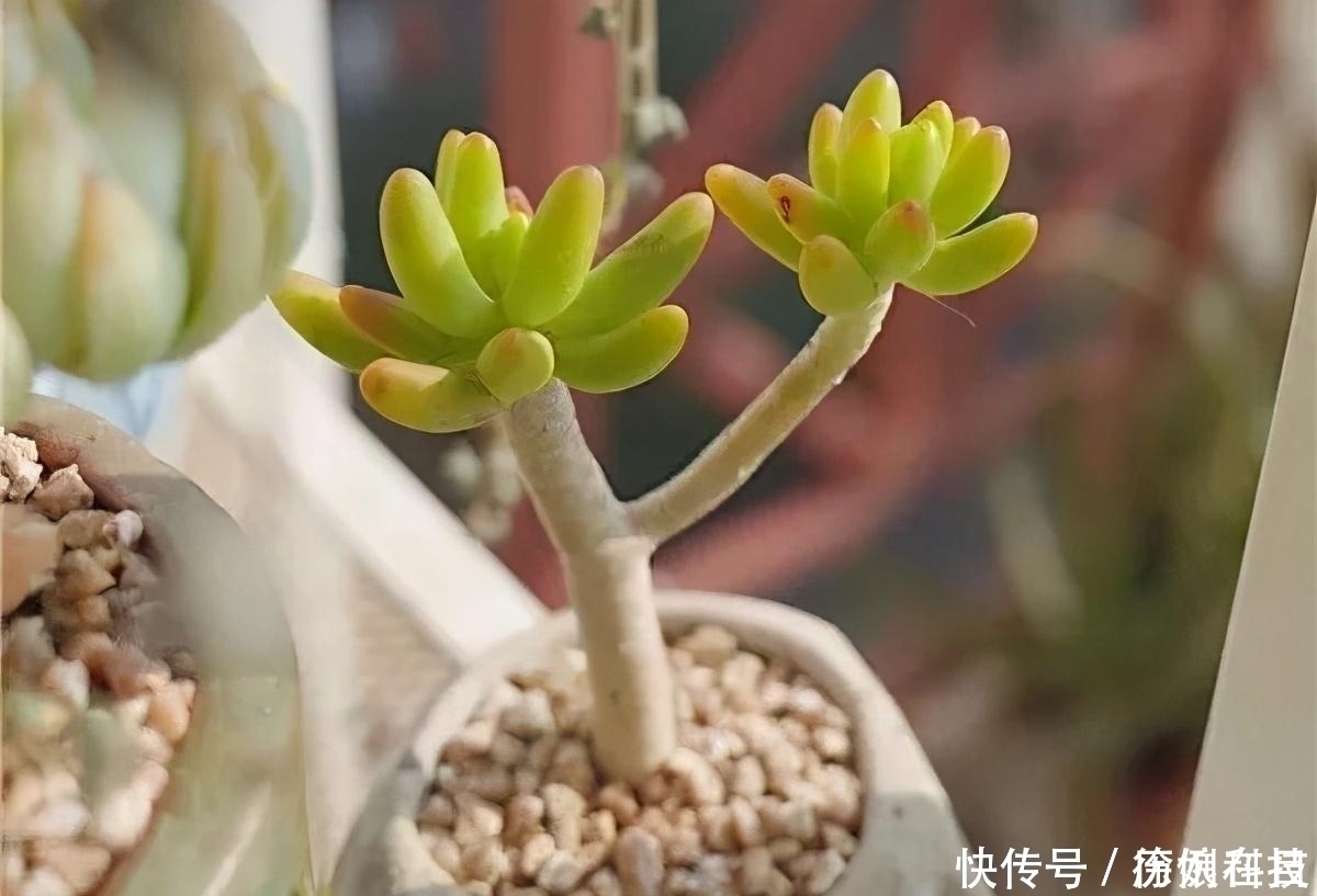 营养土|多肉易干瘪,三个“小动作”,催新芽冒白根,3个月养成小老桩