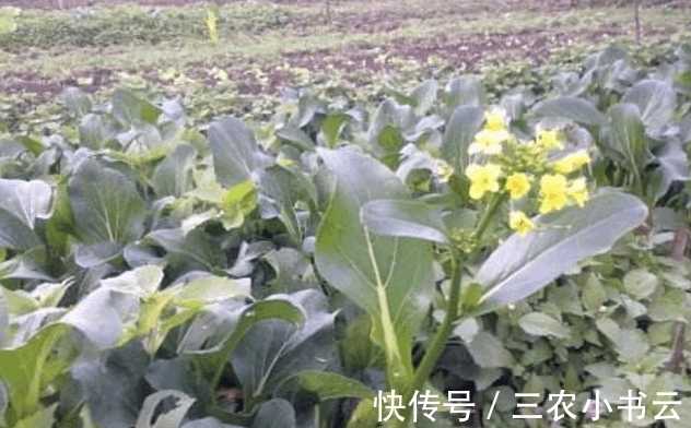 田园风光|看似不起眼的蔬菜, 几乎没人用它包饺子, 可包饺子却很好吃