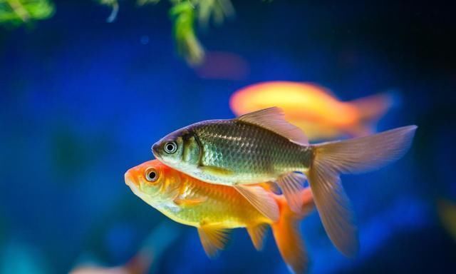 钓鱼|钓鱼的核心要素,全部领悟并掌握,你离“钓神”不远了