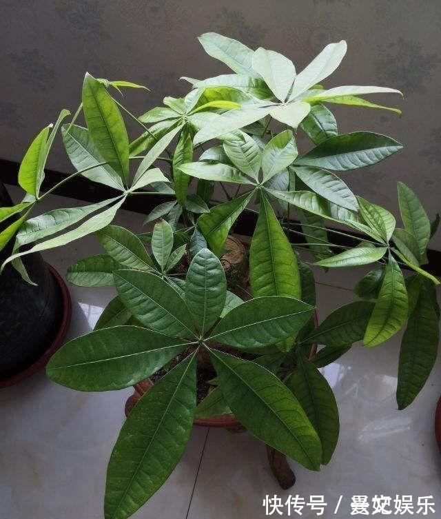 3种招财树,想养别花钱,掐个枝就生根,能得一大盆!