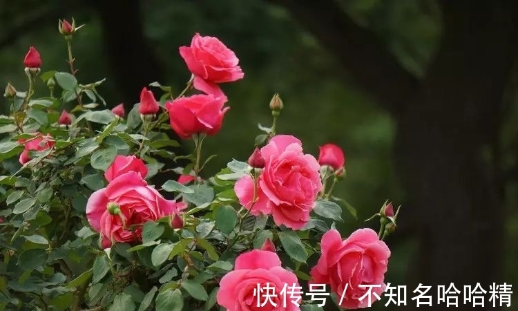 植株|4种花“欠修理”,不修不旺,剪剪花多,别舍不得