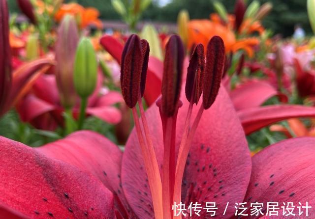 纯洁|沈阳沈水湾公园：最美最仙百合花