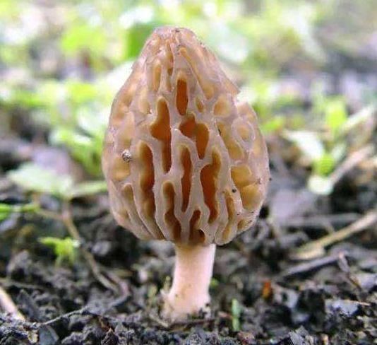 微量元素|女性不想老太快,多吃三种食物,滋补身体,排毒养颜,有益健康