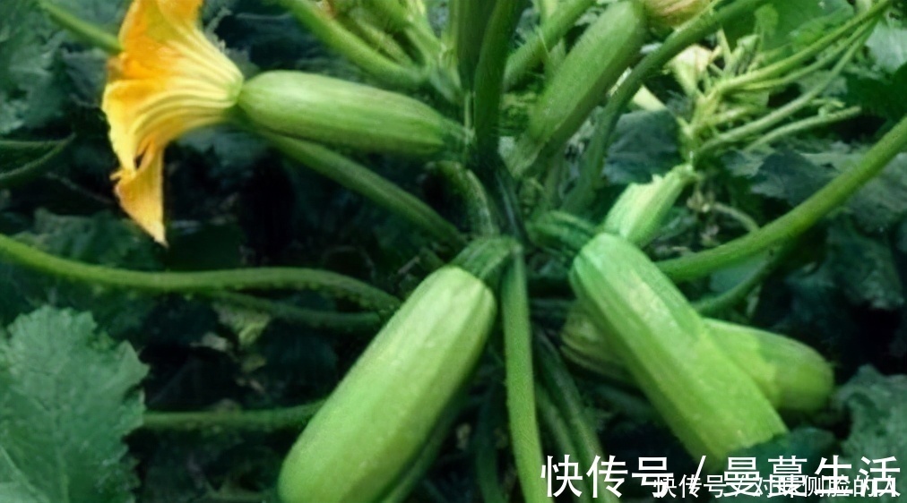 花青素|想长寿要会吃,常吃3物,预防近视,滋润身心,谁吃谁好