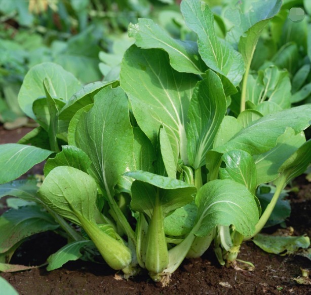 维生素c|此青菜要少吃,没营养还伤身,却有很多人不清楚,快来了解下
