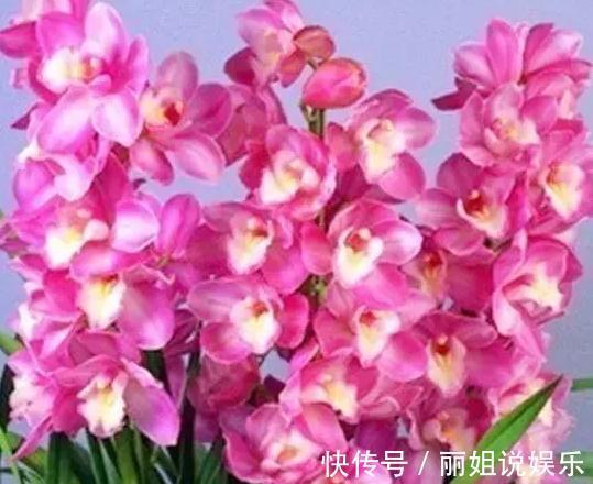 兰花养不好用点它,兰花即可快速复壮,叶壮花繁