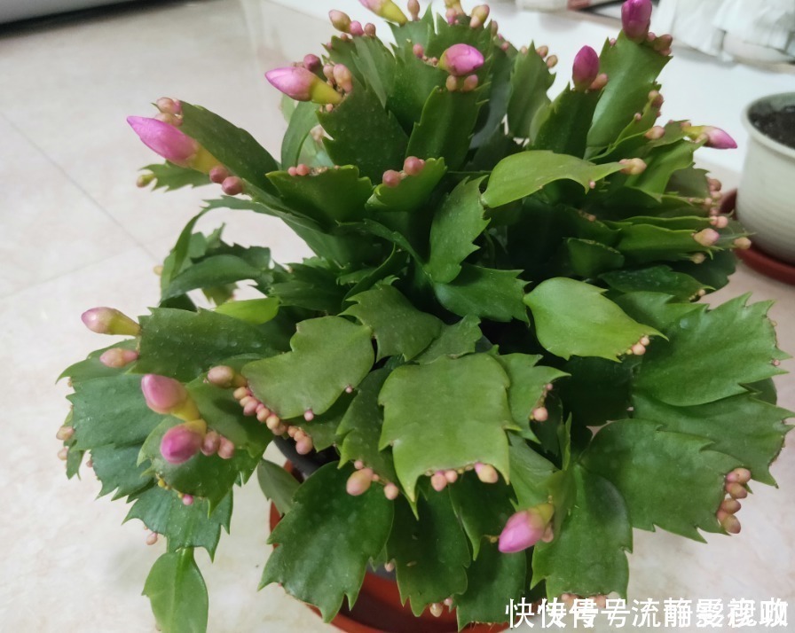 蟹爪兰爱吃“糖”，7天1次，花苞冒出来，满盆都是大花朵！