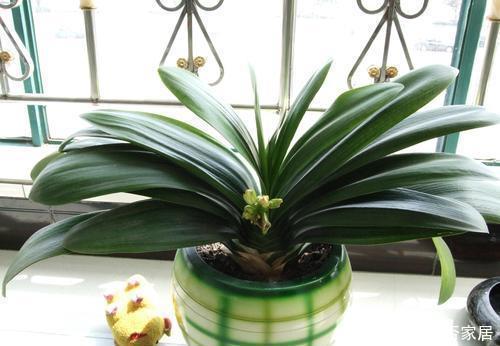 夏天|这2种花,夏天一定要“懒着”养,少晒少水少施肥