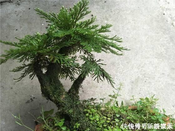 还魂草|野外碰见这种“草”,挖回家做盆景,人称“还魂草”很值钱