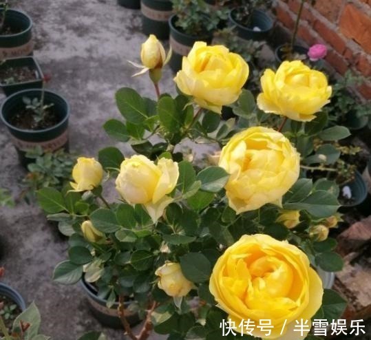 月季花|养月季花,1种肥料不可少,每月给它浇2次,一开花就大半年