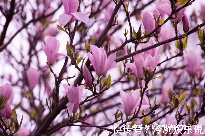 桃花|下个月之内，缘分和桃花速战速决，收获所有美好的四大生肖！